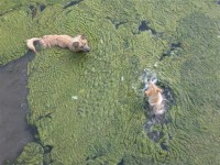 /album/kdyz-semisek-zlobi-/novy-fota-074-small-jpg/